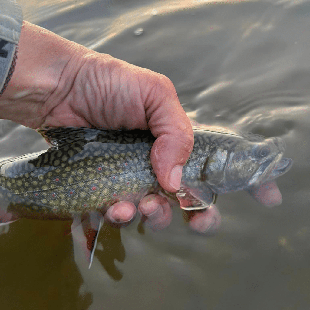 Brook Trout - Montana Fish and Hang