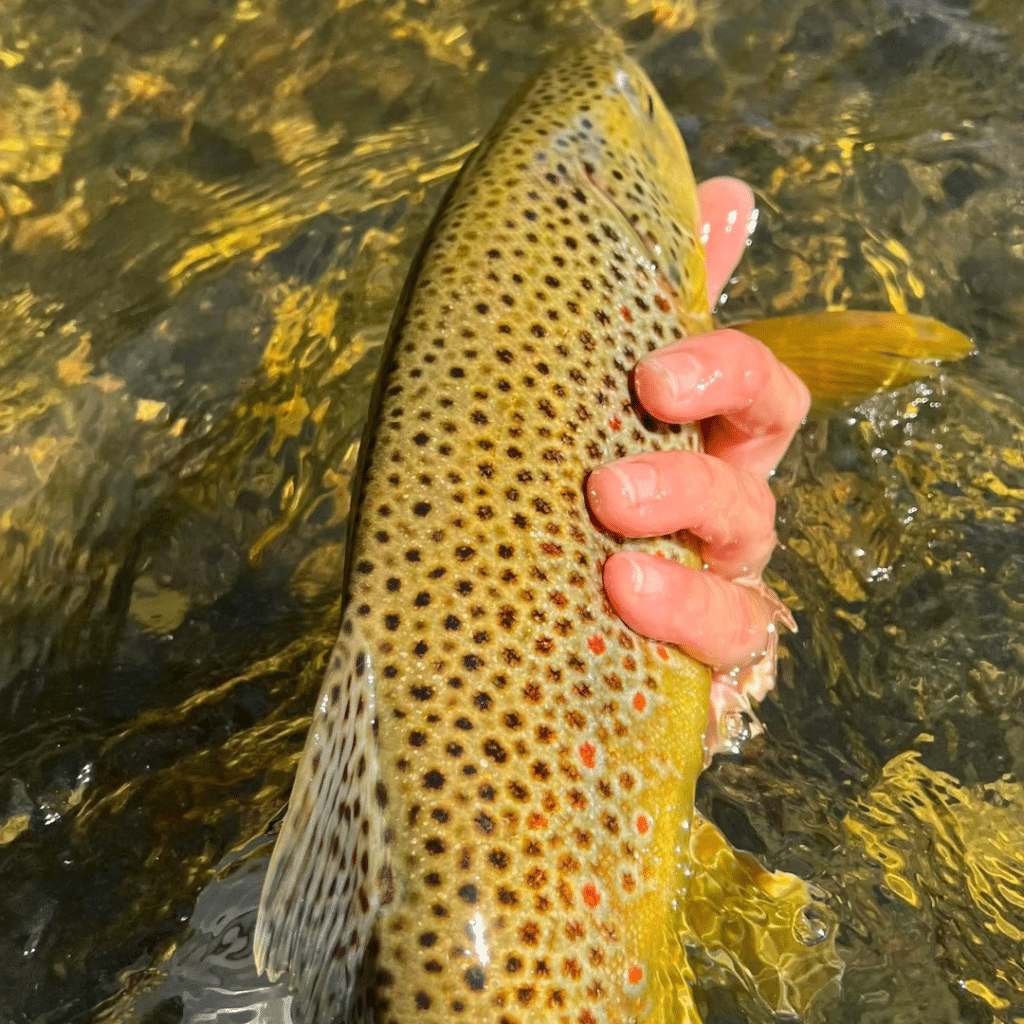 Brown Trout - Montana Fish and Hang