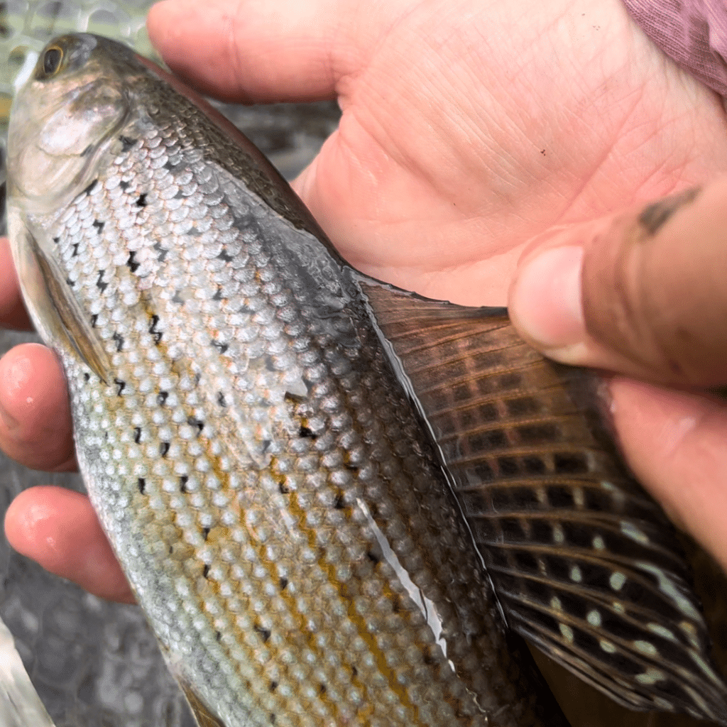 Grayling - Montana Fish and Hang