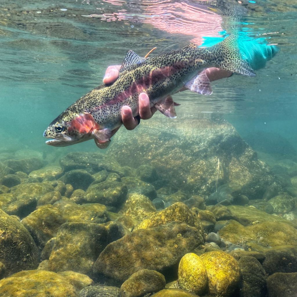 Redband Trout Underwater Photo