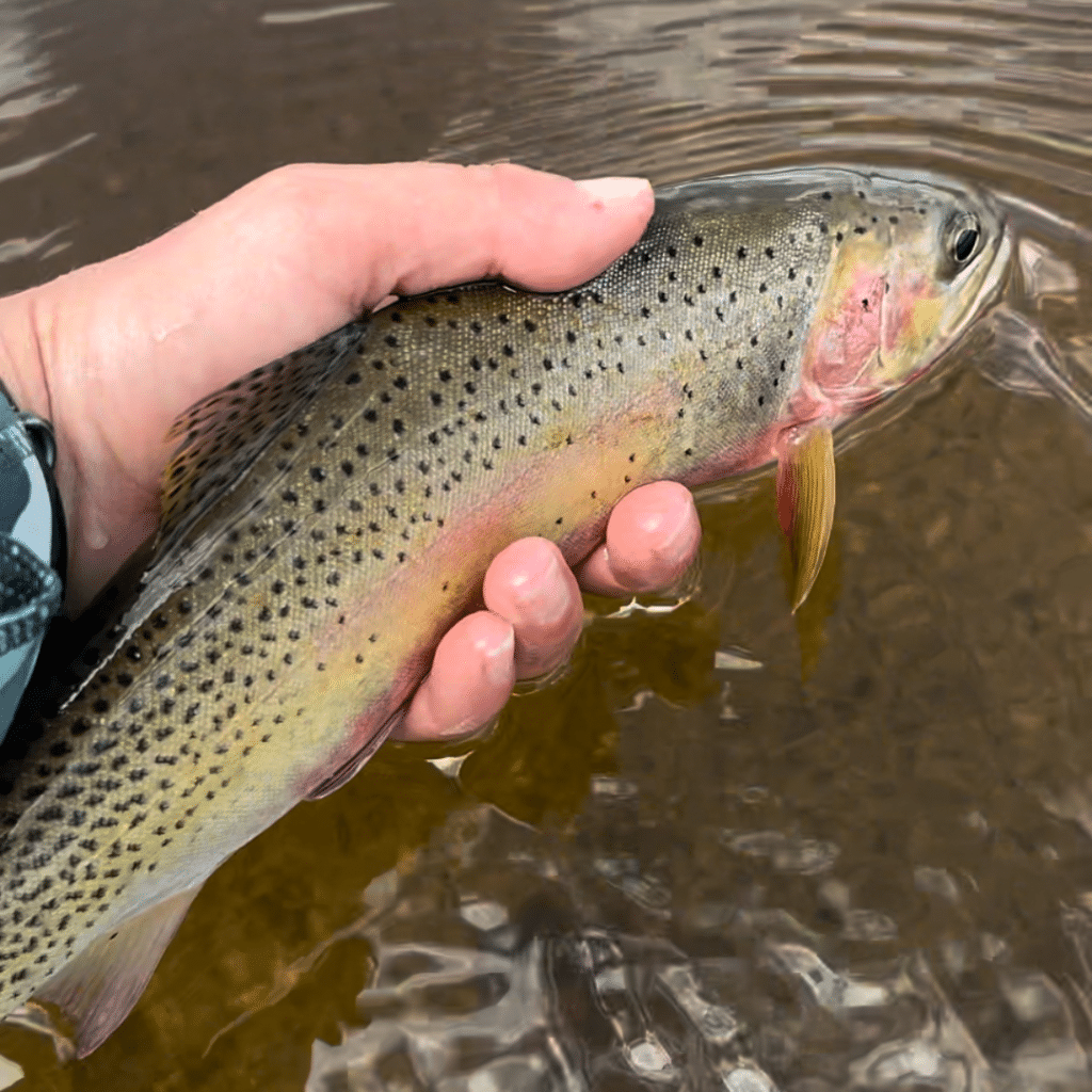 Westslope Cutthroat - Montana Fish and Hang