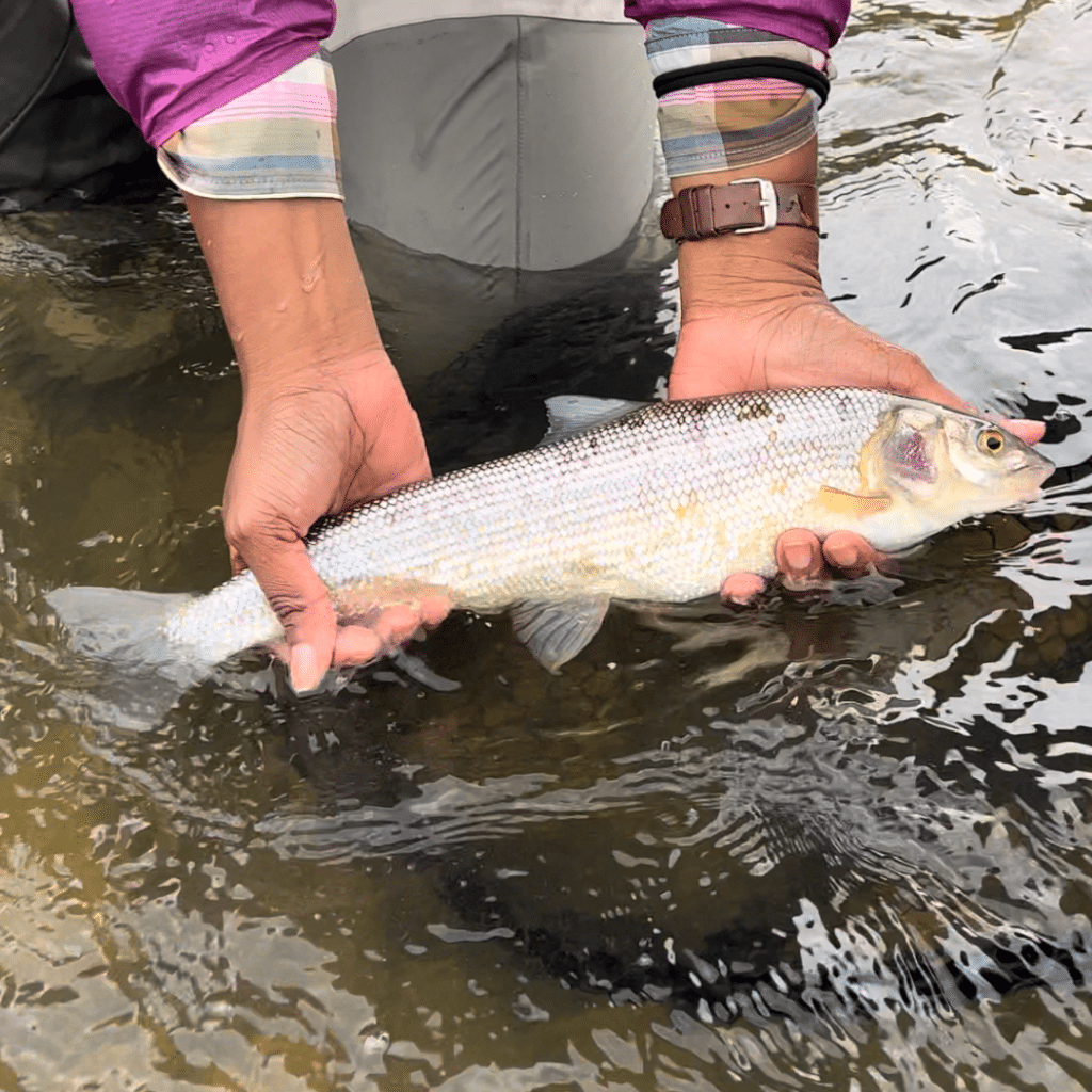 Whitefish - Montana Fish and Hang