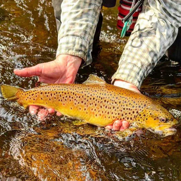 New-York-Brown-Trout
