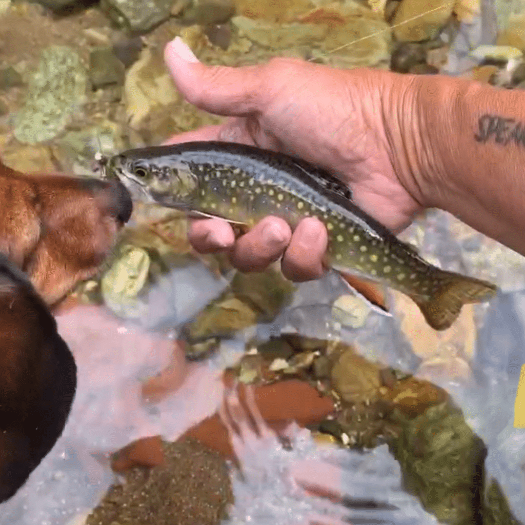 Colorado Brooktrout 1080 x 1080