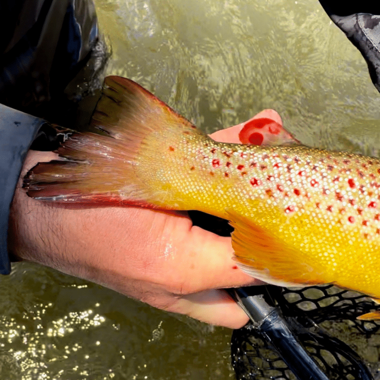 Colorado Brown Trout 1080 x 1080