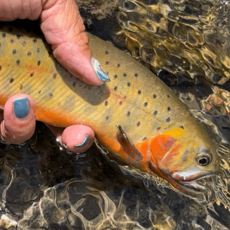 Colorado Cutthroat 1080 x 1080