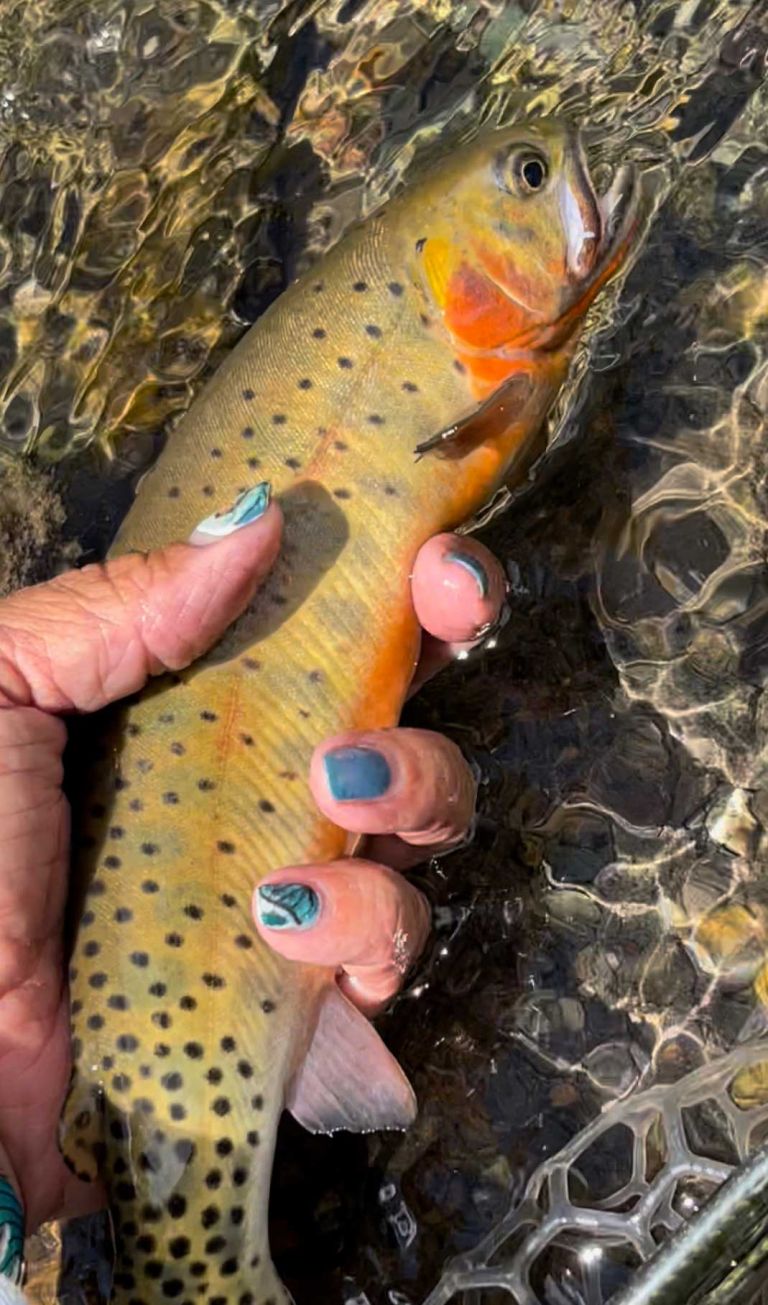 Durango-Colorado-Cutthroat