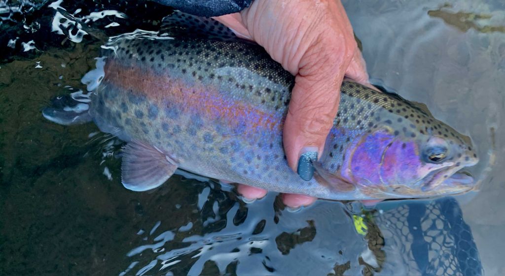 Durango-Colorado-Rainbow-Trout