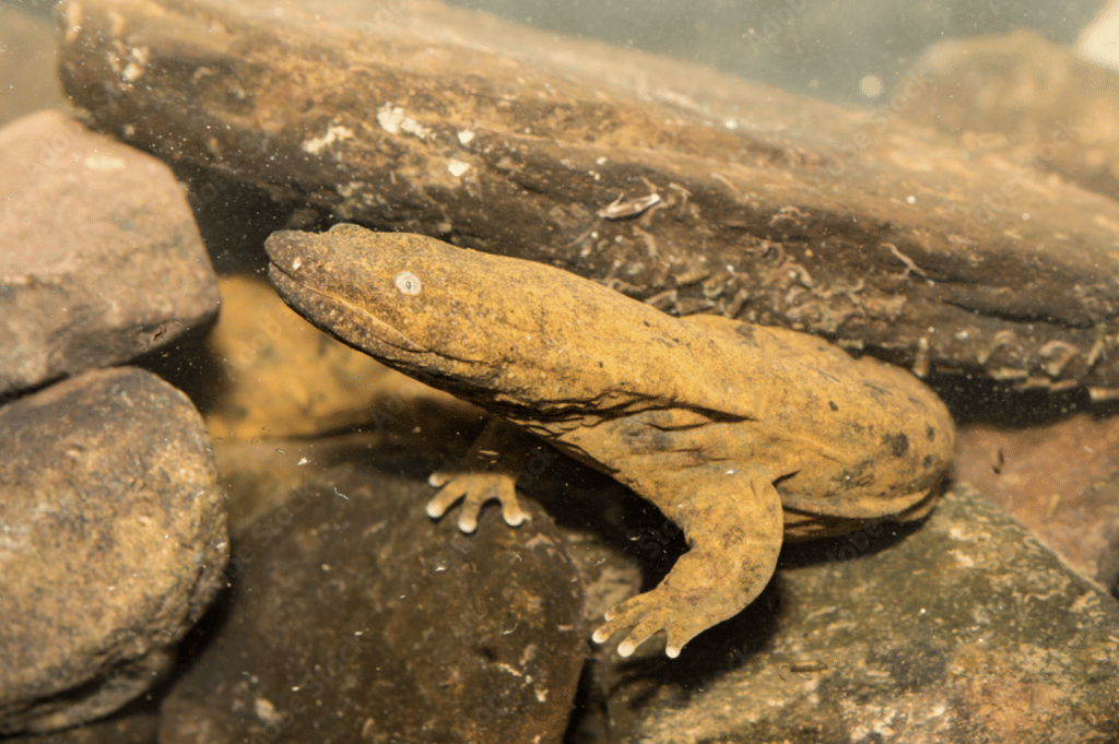 Eastern Hellbender North Carolina
