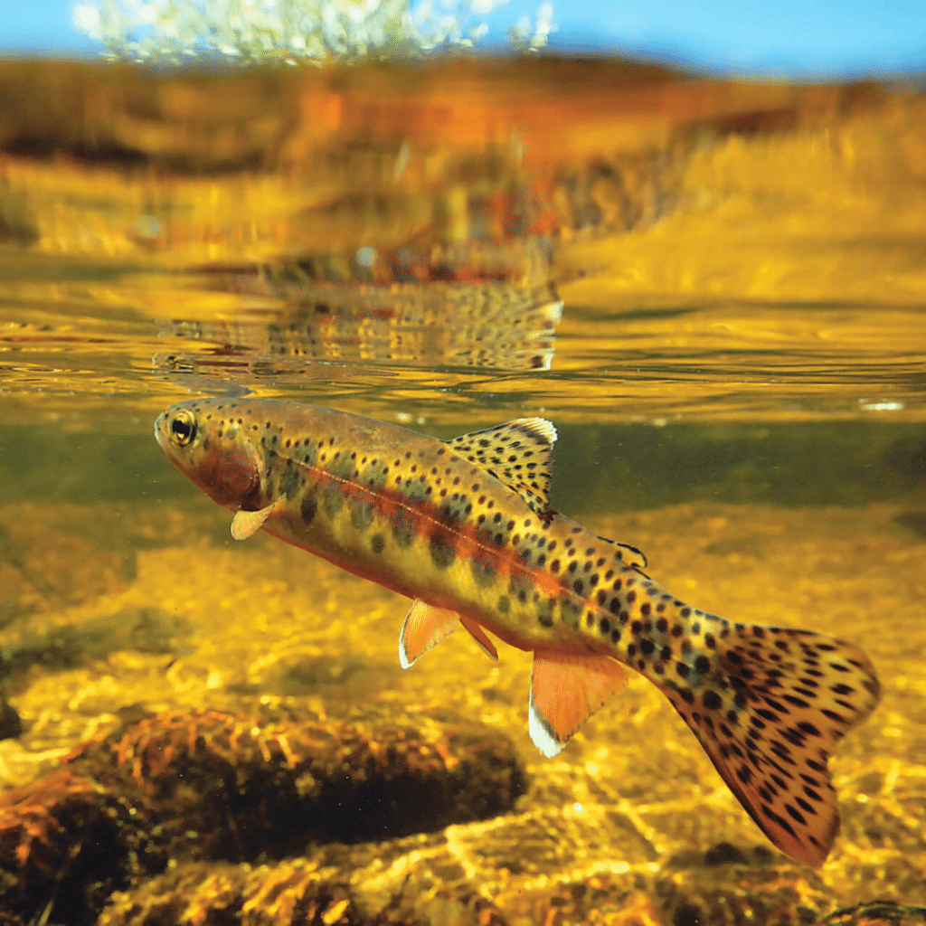 Golden Trout - PC Trout Unlimited