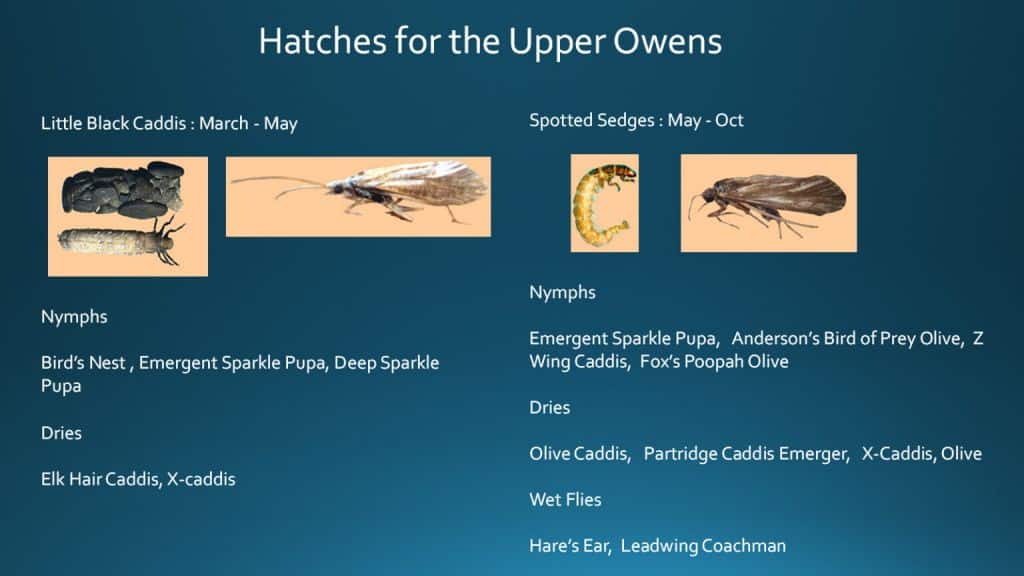 Hatches for the Upper Owens - California DIY - Ubuntu Fly Anglers1